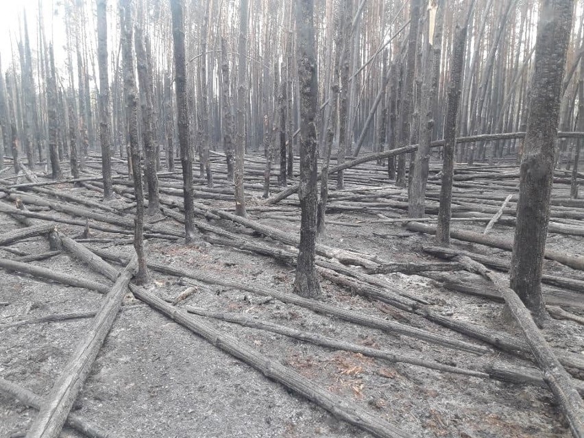 Pożar 80 ha lasów w gminie Żarnów. Strażacy i leśnicy cały czas pilnują pogorzeliska. Straty szacowane w setkach tysięcy zł [ZDJĘCIA]
