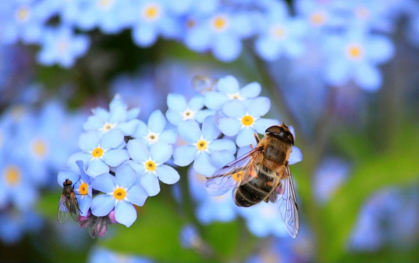 Bez pszczół nie ma miodu, dlatego warto dbać o te małe...