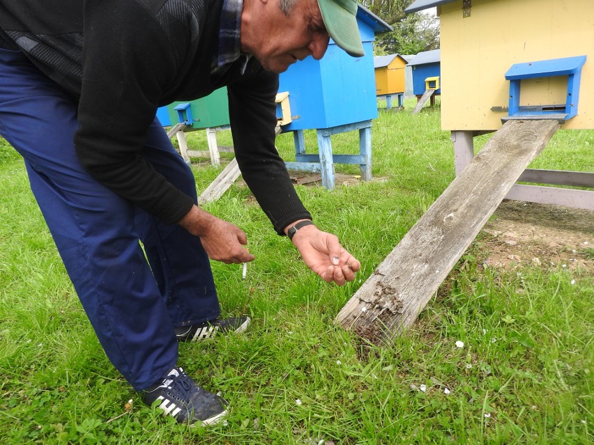 Zagłada pszczół na masową skalę