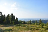 Jest pięknie na Błatniej w Beskidzie Śląskim. Miejsce w sam raz na letni spacer. Zobaczcie ZDJĘCIA