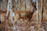 Kozioł sarny atakował ludzi w Lędzinach. Interweniowało Leśne Pogotowie