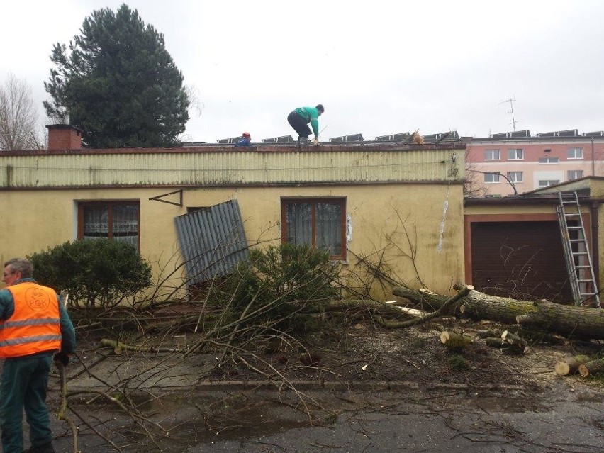 Drzewo runęło na ulicy Sportowej w Koszalinie.