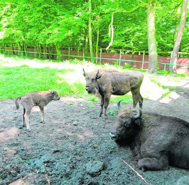 Zagrodę pokazową zamieszkuje jedno z nowych żubrzątek