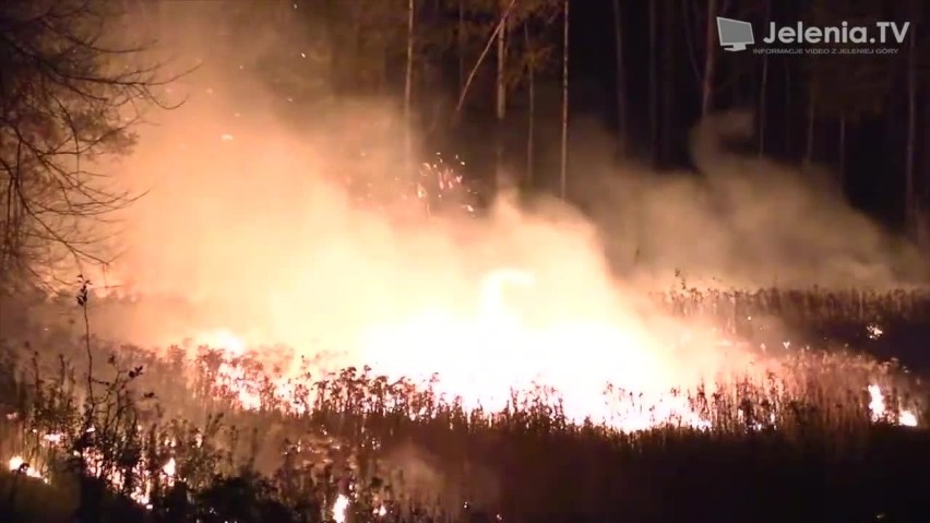 Bardzo duży pożar na wałach w Cieplicach. Płonęło 5 ha nieużytków i lasu