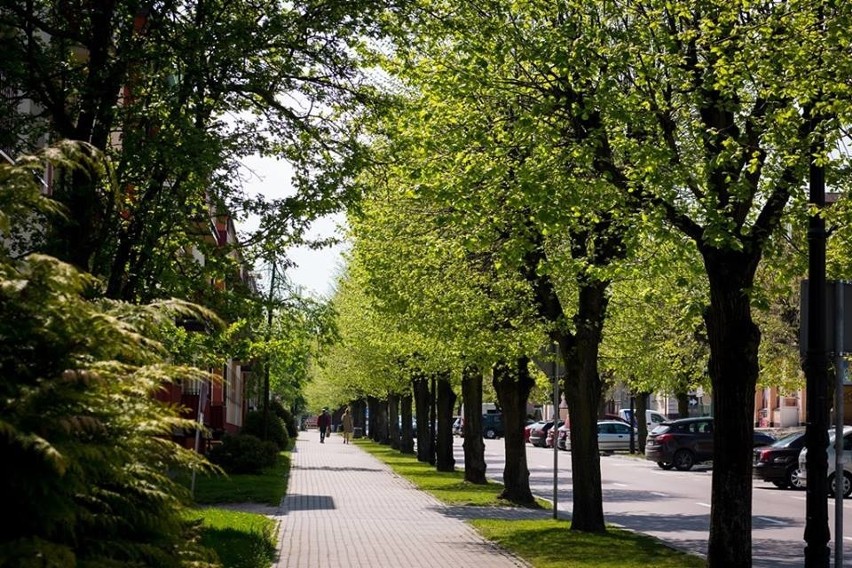 Siemiatycze. Tysiące nowych roślin w mieście. Umowa na zieleń podpisana (Zdjęcia)