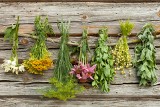 Jakie zioła zbierać w lipcu? Te rośliny łagodzą objawy przeziębienia i grypy. Wspomagają też leczenie astmy, nadciśnienia i niestrawności