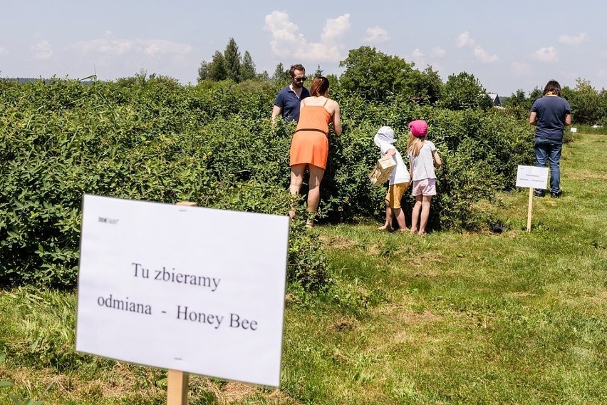 Ośmiu gospodarzy z regionu zaprasza na „Weekend z Jagodą...