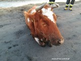 Krowy ugrzęzły w rzece Postomia w Krzeszycach. Na pomoc zwierzętom ruszyli strażacy [ZDJĘCIA]