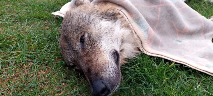 W Łebie uratowano wycieńczonego wilka
