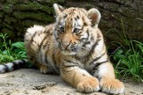 W krakowskim zoo przybyło mieszkańców