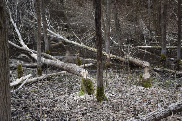 Zniszczenia spowodowane przez bobry w lesie pod Parsęckiem
