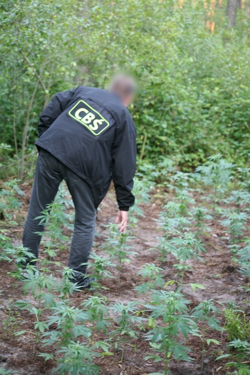 Policjanci znaleźli plantację konopi indyjskich w lesie