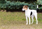 Rasy psów: Foksterier krótkowłosy