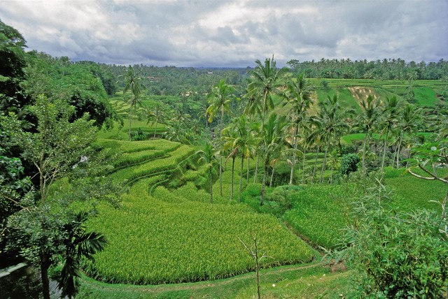 Pola ryżowe na Bali