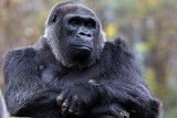 Atlanta: zmarł najstarszy goryl na świecie. Ozzie miał 61 i przeszedł Covid