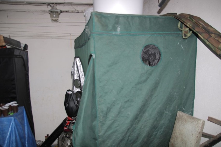 Plantator marihuany spod Pakości zatrzymany - uprawiał "zioło" w namiocie 