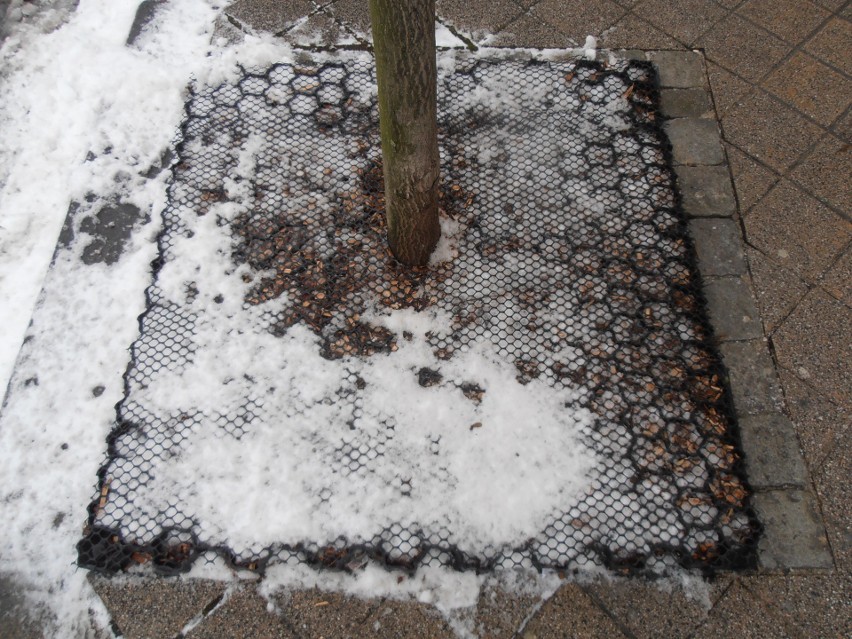 Firma Alcor z Opola wymyśliła i opatentowała sposób na absorbcję wysypywanej zimą soli, która powoduje usychanie drzew