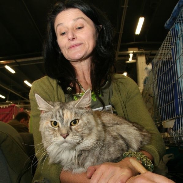 Aurelia Kozub z Warszawy jest właścicielką 12 main coonów, potężnych kotów, które zachowują się jak psy