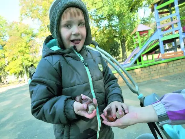 3,5-letni Franek codziennie zbiera kasztany w bydgoskim parku. Dla siebie, nie na sprzedaż