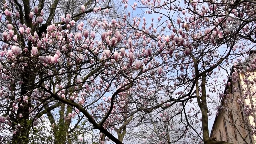 Cieszyńskie magnolie w najnowszym programie "Kocham Beskidy, bo..." ODC. 13 