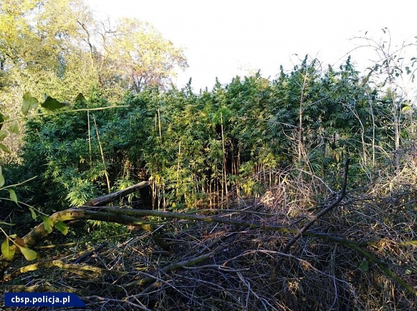 Ponad 90 kg narkotyków przechwycone pod Głubczycami. Nawet 15 lat więzienia grozi 28-latkowi, który zajmował się narkobiznesem 