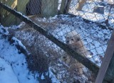 Przetrzymywała psy na mrozie bez jedzenia i wody. Mieszkance Żołędowa grożą trzy lata więzienia! [video]