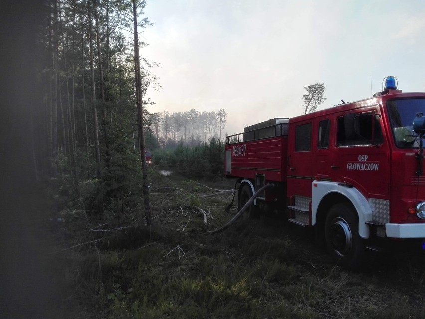 Wielki pożar lasu pod Kozienicami. Ogień gasili strażacy i samoloty gaśnicze. Zamknięta była droga krajowa do Warszawy 