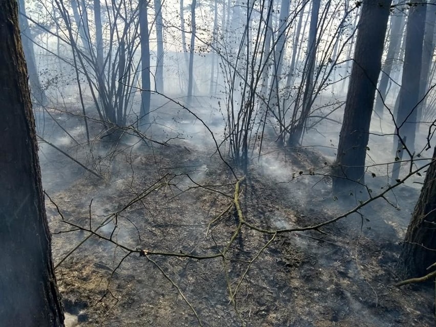 Pożar lasu w miejscowości Bójki. Do akcji wezwano samolot gaśniczy (ZDJĘCIA)