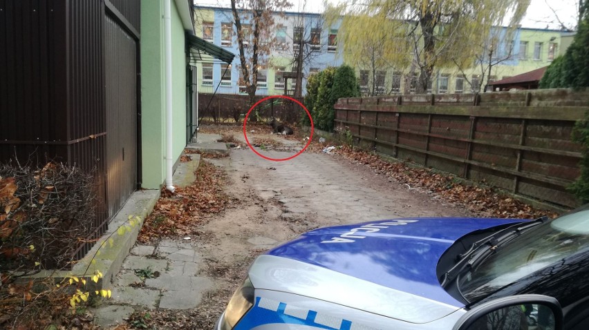 Mońki. Łoś biegał po mieście. Policja zajęła się sprawą