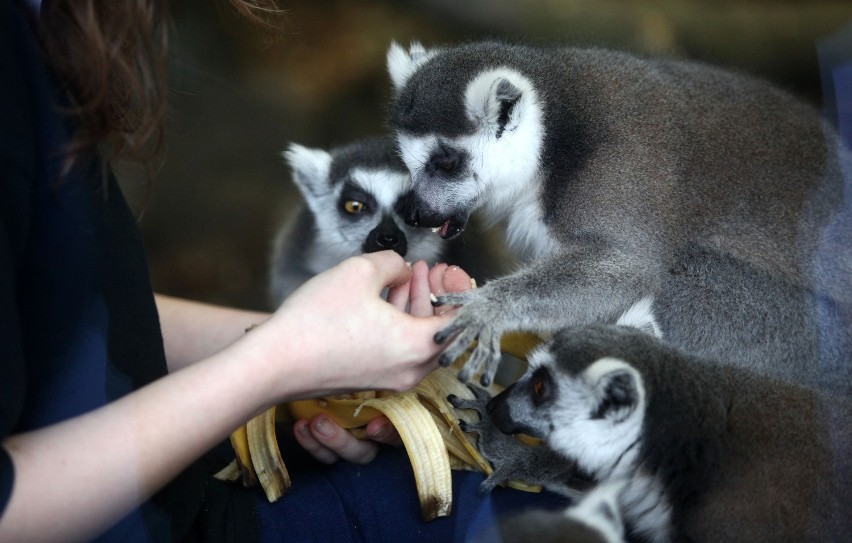 Lemury z łódzkiego zoo mają nowe lokum [ZDJĘCIA+FILM]