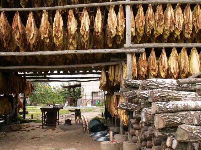 Sporo plantacji tytoniu znajduje sie w okolicach Grudziądza