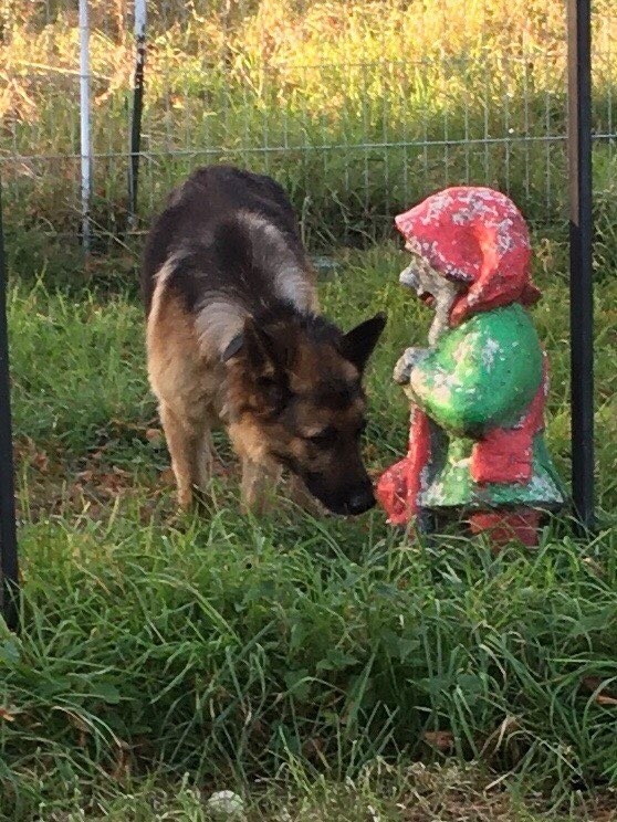 Jono uwolniony z łańcucha szuka domu. Azyl w Bytowie zachęca do adopcji (ZDJĘCIA)