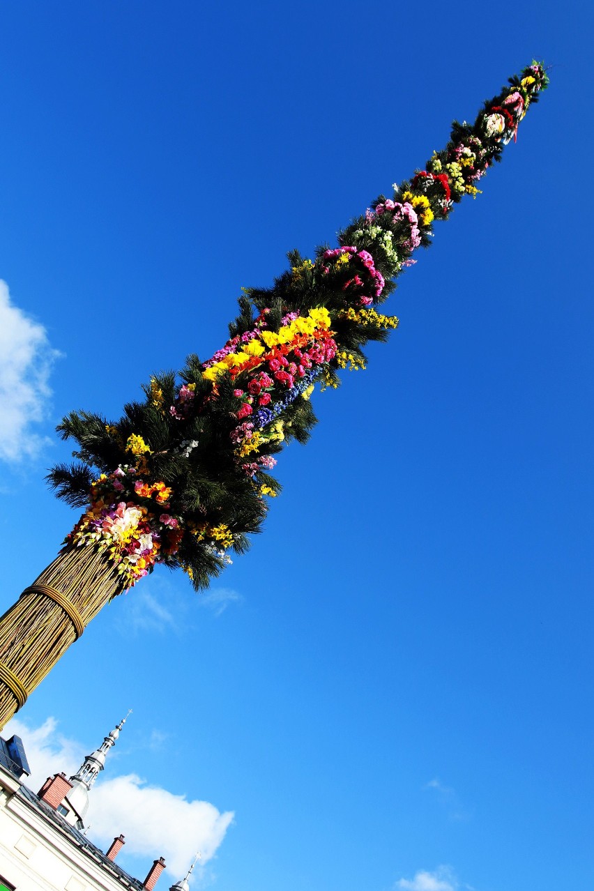 Nowy Sacz. Wielkanocna palma na rynku wysoka na 25 m [WIDEO]