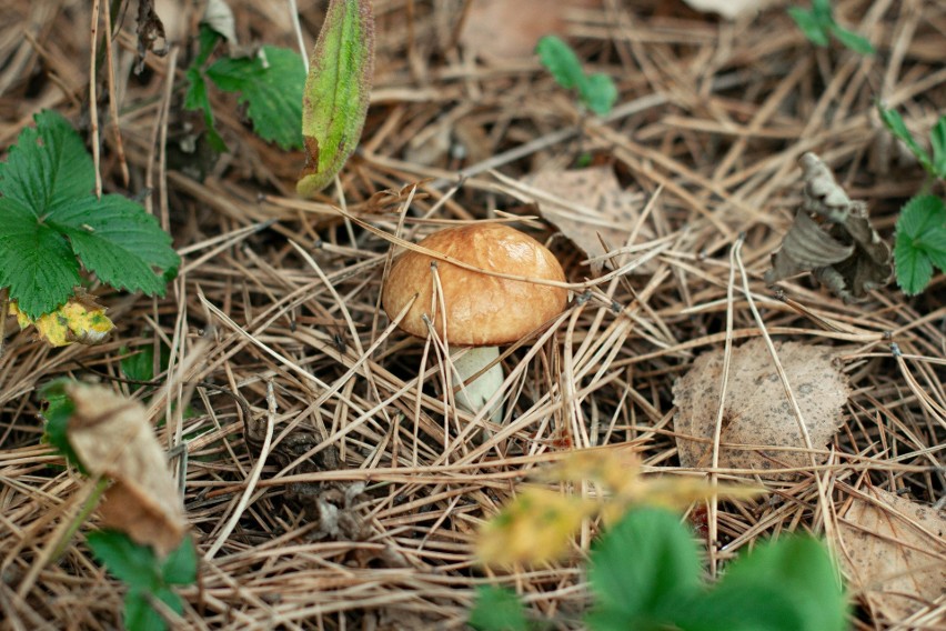 Pełne grzybów w Kujawsko-Pomorskiem są zwykle Bory...
