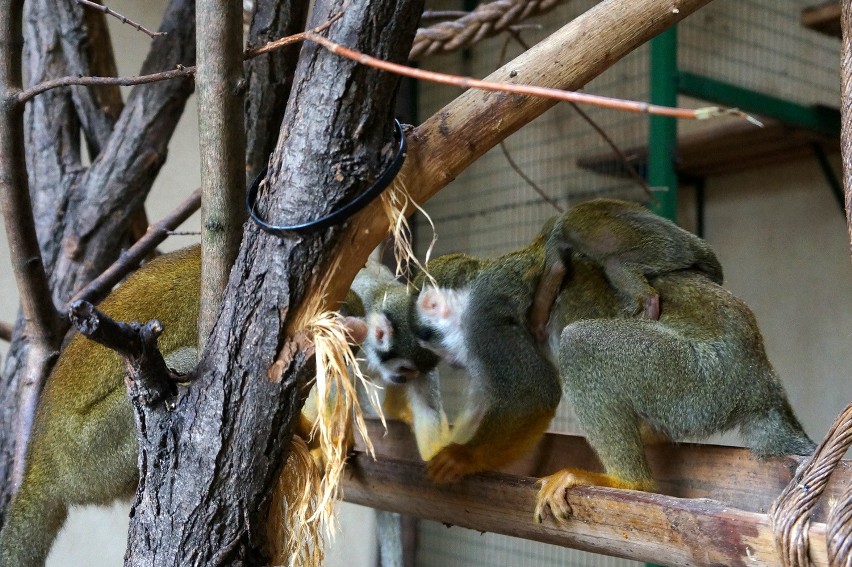 We wrocławskim zoo urodziła się mała małpka - sajmiri (ZDJĘCIA)