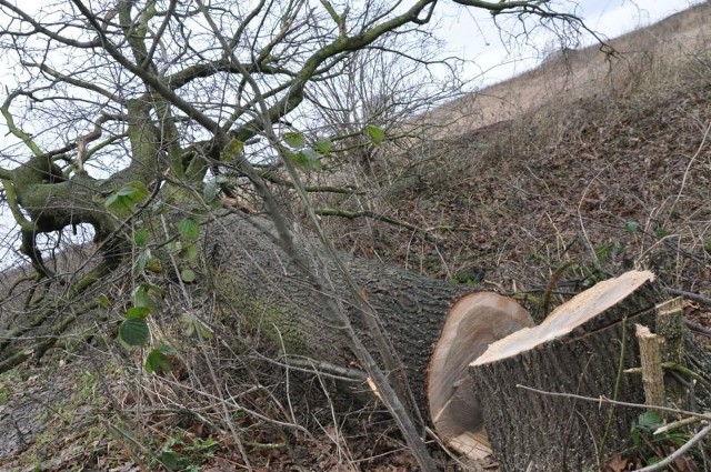 W styczniu nieznani sprawcy wycięli w Komorznie kolejnych 21 drzew. Porzucili je na miejscu, są bezkarni.