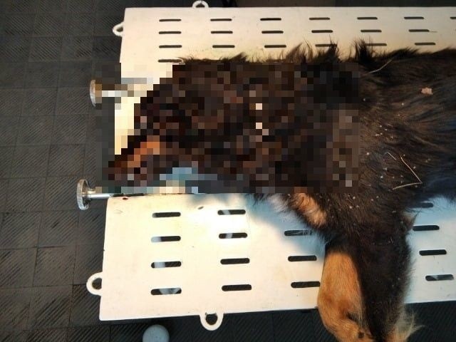 Psa znaleziono 8 listopada po godzinie 15 przy drodze z Tarnowskiej Woli do Alfredówki w gminie Nowa Dęba