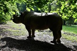 Smutna informacja z poznańskiego zoo. Nie żyje nosorożec Diuna. "Byłaś wyjątkowa"