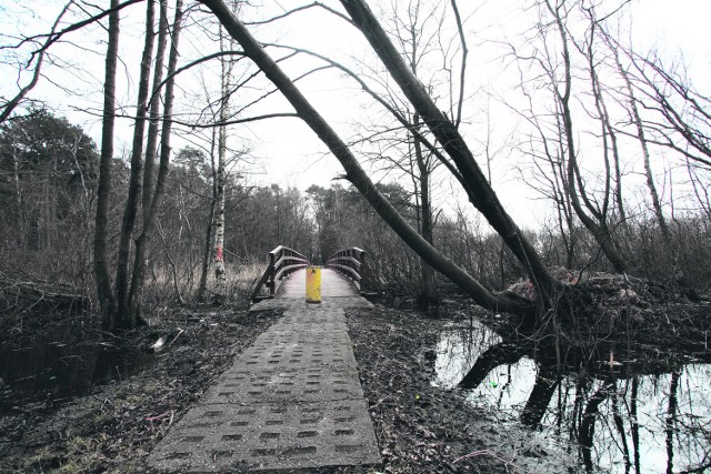 Zamiast zaniedbanego i zapomnianego miejsca na mapie - nowa wizytówka Łeby. Tak właśnie ma wyglądać po zmianach Czarny Staw.