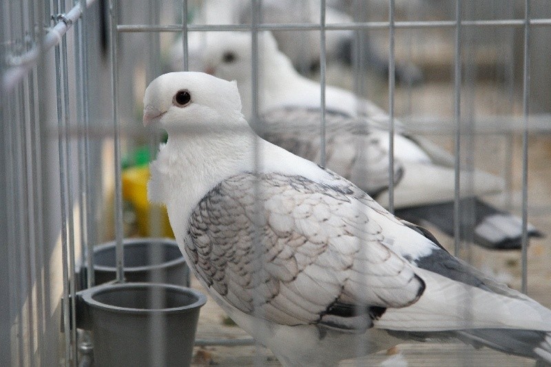 Wystawa gołębi w Targach Kielce