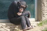 Kenia: Małpy zatłukły na śmierć szympansicę, która była wychowywana przez ludzi