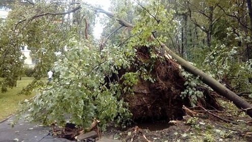 Burza w Łodzi. Nawałnica nad Łodzią. Powalone drzewa, gałęzie na drogach, zalane ulice [ZDJĘCIA]