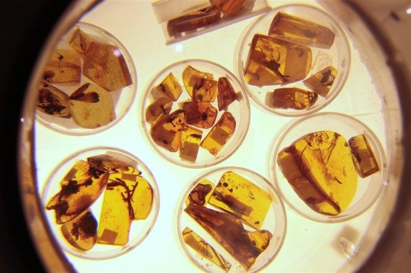 Gielda Mineralów i Skamienialości w KCK