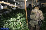Bytom: ogromna plantacja marihuany z ponad 1100 krzewami konopi zlikwidowana przez policję ZDJĘCIA