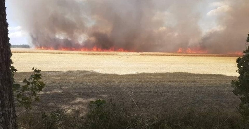 Pożar lasu i pola w Wyczechach w sobotę, 31.07.2021 r. Z...