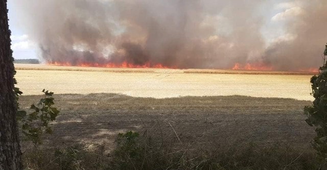 Pożar lasu i pola w Wyczechach w sobotę, 31.07.2021 r. Z ogniem walczyło 10 zastępów straży pożarnej oraz samolot gaśniczy