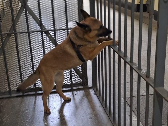 Dzień Psa świętują w sztumskim więzieniu