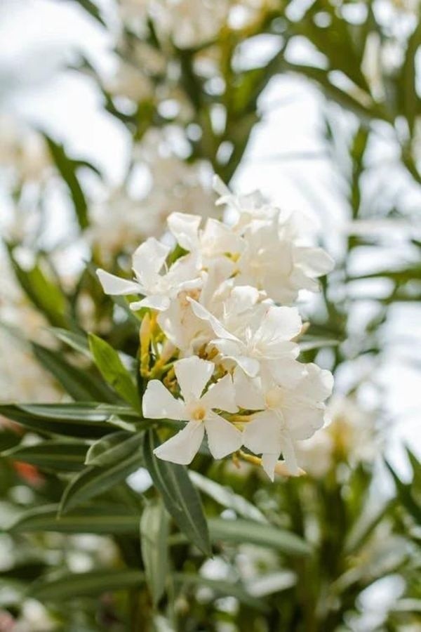 Oleander to wiecznie zielony, wieloletni krzew, można...