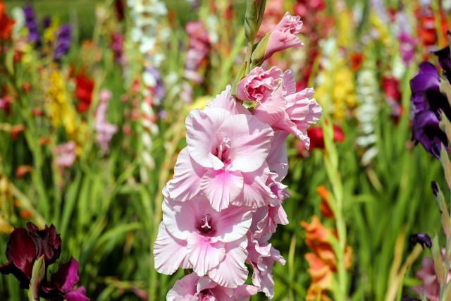 Mieczyki, czyli gladiole, zachwycają bogactwem i zróżnicowaniem kolorów kwiatów. Są też trwałe i długo kwitną.