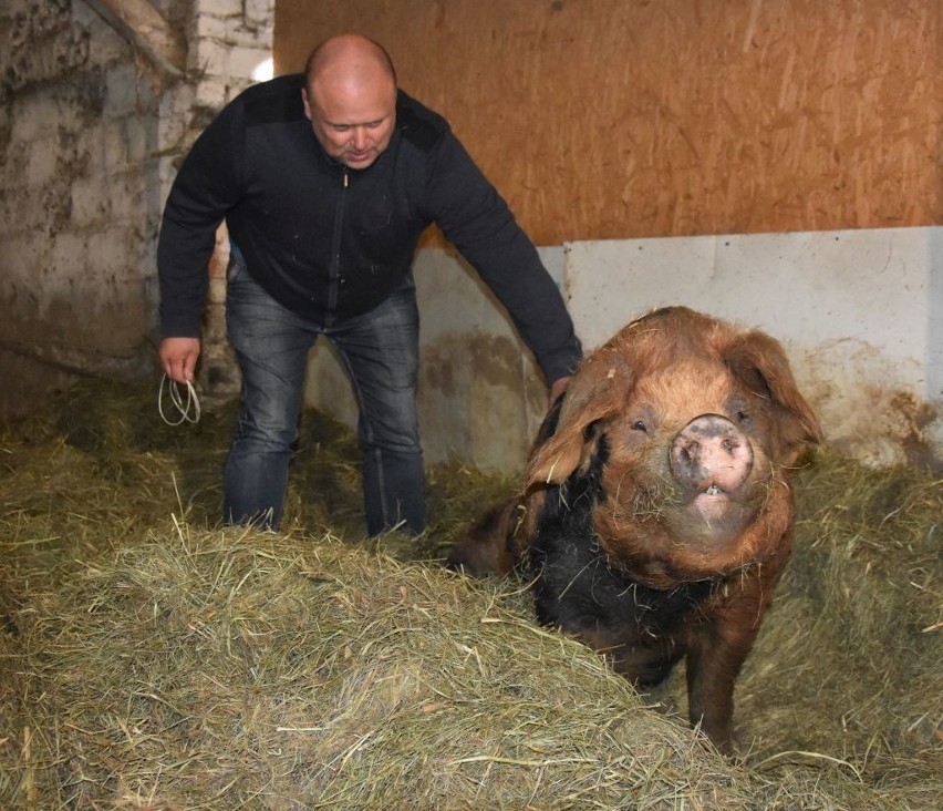 W Wełpinie dbają, by świnie miały dobre życie, ale nie przekłada się to na dochody rolników [zdjęcia]